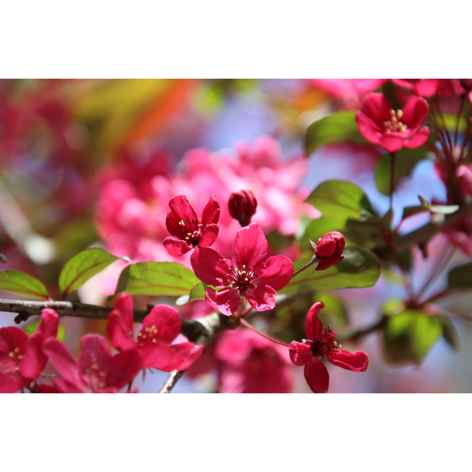 Bloom and grow - become all that He's called you to be.